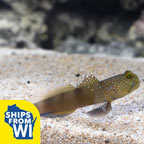 Proaquatix Captive-Bred Spotted Watchman Goby